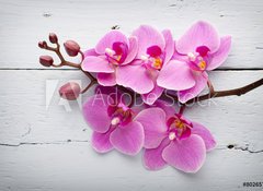 Samolepka fólie 100 x 73, 80265794 - Pink orchid flower. - Růžová orchidejová květina.