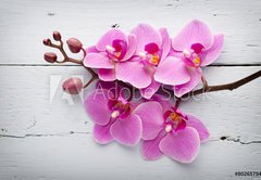 Samolepka flie 145 x 100, 80265794 - Pink orchid flower. - Rov orchidejov kvtina.