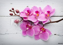Fototapeta plátno 160 x 116, 80265794 - Pink orchid flower. - Růžová orchidejová květina.