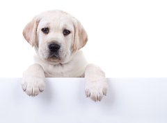 Samolepka flie 270 x 200, 80290428 - Puppy dog holding sign or banner isolated