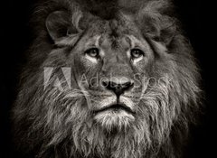 Samolepka fólie 100 x 73, 80704831 - arrogant lion - arogantní lev