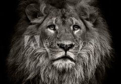 Samolepka flie 145 x 100, 80704831 - arrogant lion