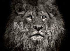 Fototapeta pltno 160 x 116, 80704831 - arrogant lion