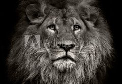 Fototapeta174 x 120  arrogant lion, 174 x 120 cm