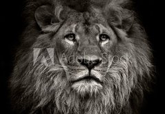 Fototapeta papr 184 x 128, 80704831 - arrogant lion