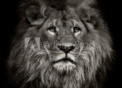 Samolepka flie 200 x 144, 80704831 - arrogant lion