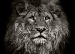 Fototapeta200 x 144  arrogant lion, 200 x 144 cm