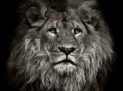 Samolepka flie 270 x 200, 80704831 - arrogant lion