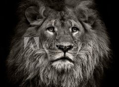 Fototapeta330 x 244  arrogant lion, 330 x 244 cm