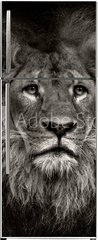 Samolepka na lednici flie 80 x 200  arrogant lion, 80 x 200 cm