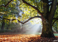 Fototapeta vliesov 100 x 73, 80921295 - mighty oak tree - mocn dub
