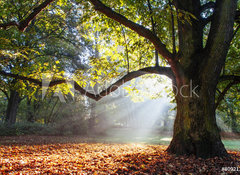 Samolepka flie 100 x 73  mighty oak tree, 100 x 73 cm