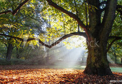 Samolepka flie 145 x 100  mighty oak tree, 145 x 100 cm