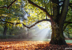 Fototapeta papr 184 x 128, 80921295 - mighty oak tree - mocn dub