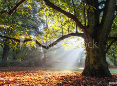 Fototapeta330 x 244  mighty oak tree, 330 x 244 cm