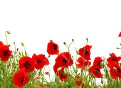 Fototapeta plátno 160 x 116, 81019876 - red poppy - červený mák