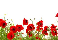 Fototapeta pltno 174 x 120, 81019876 - red poppy