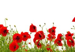 Fototapeta papr 184 x 128, 81019876 - red poppy