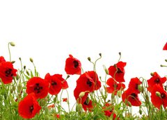 Samolepka flie 200 x 144, 81019876 - red poppy