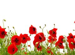 Fototapeta pltno 330 x 244, 81019876 - red poppy