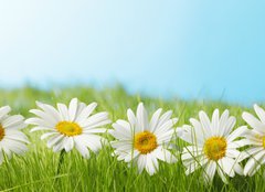 Fototapeta pltno 240 x 174, 81022704 - Chamomiles  in grass