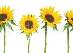 Fototapeta vliesov 100 x 73, 814278 - sunflowers