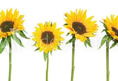 Fototapeta pltno 174 x 120, 814278 - sunflowers