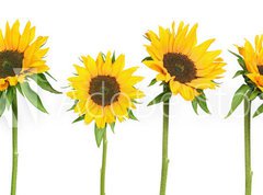 Fototapeta vliesov 270 x 200, 814278 - sunflowers