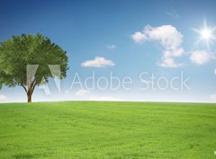 Fototapeta360 x 266  Landschaft mit Baum, 360 x 266 cm