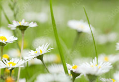 Samolepka fólie 145 x 100, 81771546 - Chamomile in grass - Heřmánek v trávě