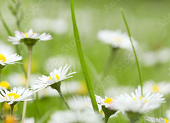 Fototapeta plátno 160 x 116, 81771546 - Chamomile in grass - Heřmánek v trávě
