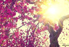 Samolepka flie 145 x 100, 82135956 - Spring blossom. Beautiful nature scene with blooming tree - Jarn kvty. Krsn scna prody s kvetoucm stromem