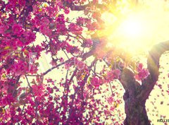 Fototapeta330 x 244  Spring blossom. Beautiful nature scene with blooming tree, 330 x 244 cm