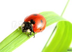 Fototapeta vliesov 100 x 73, 8265173 - ladybug go to you