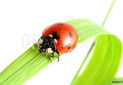 Samolepka flie 145 x 100, 8265173 - ladybug go to you