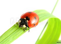 Fototapeta200 x 144  ladybug go to you, 200 x 144 cm