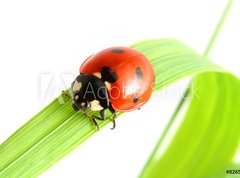 Samolepka flie 270 x 200, 8265173 - ladybug go to you