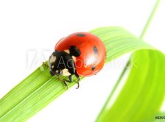 Fototapeta360 x 266  ladybug go to you, 360 x 266 cm