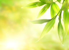 Fototapeta vliesov 100 x 73, 8266726 - Green bamboo leaves over abstract blurred background