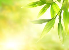 Samolepka flie 200 x 144, 8266726 - Green bamboo leaves over abstract blurred background