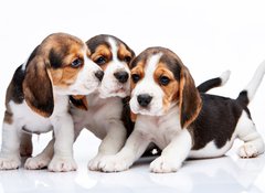 Samolepka flie 100 x 73, 82868571 - Beagle puppies on white background - Beagle tata na blm pozad