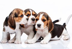 Samolepka flie 145 x 100, 82868571 - Beagle puppies on white background