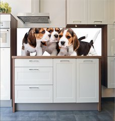 Fototapeta do kuchyn flie 180 x 60, 82868571 - Beagle puppies on white background