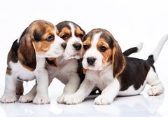 Fototapeta papr 184 x 128, 82868571 - Beagle puppies on white background