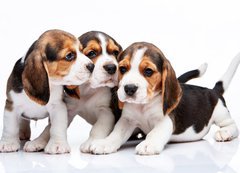 Samolepka flie 200 x 144, 82868571 - Beagle puppies on white background