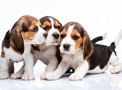 Samolepka flie 270 x 200, 82868571 - Beagle puppies on white background