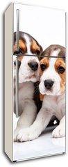 Samolepka na lednici flie 80 x 200, 82868571 - Beagle puppies on white background