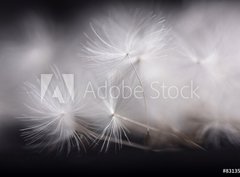Fototapeta papr 360 x 266, 83135842 - Dandelion seeds. Many dandelion seeds, close- up flower seeds.