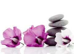 Fototapeta plátno 160 x 116, 8343881 - pebble with ibiscus flower - oblázky s ibiscus květina