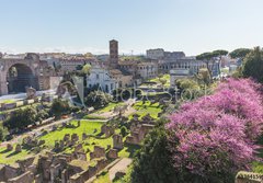 Fototapeta papr 184 x 128, 83841599 - The Roman Forum in Rome, Italy